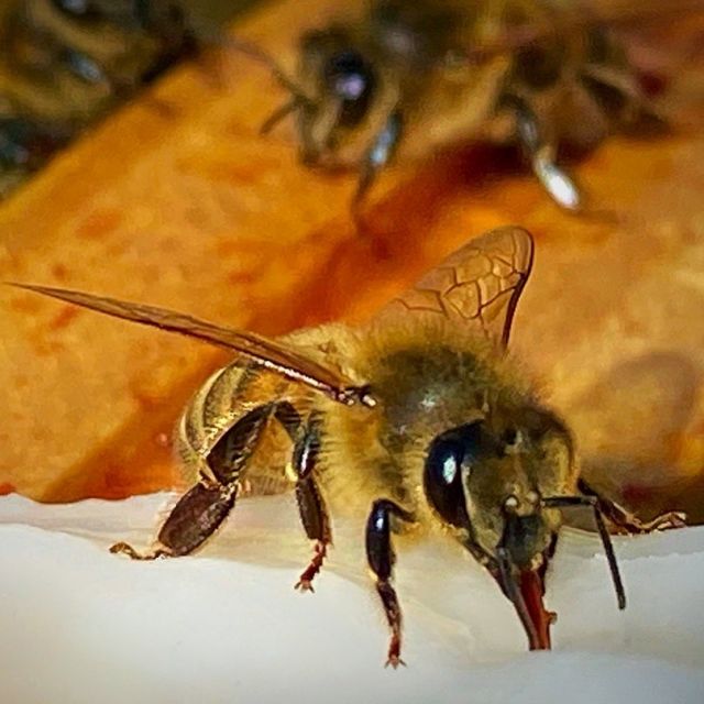 All you can eat  in Mitte ...
Heute gabs süßes auf dem Rathausdach #bienenausmitte #rathausbaunatal  #baunatal #jungvölker #vonbaunatalernfürbaunataler #baunatalerlandhonig #dermitdenbienentanzt #baunatalzusammen #baunatalerstadthonig
